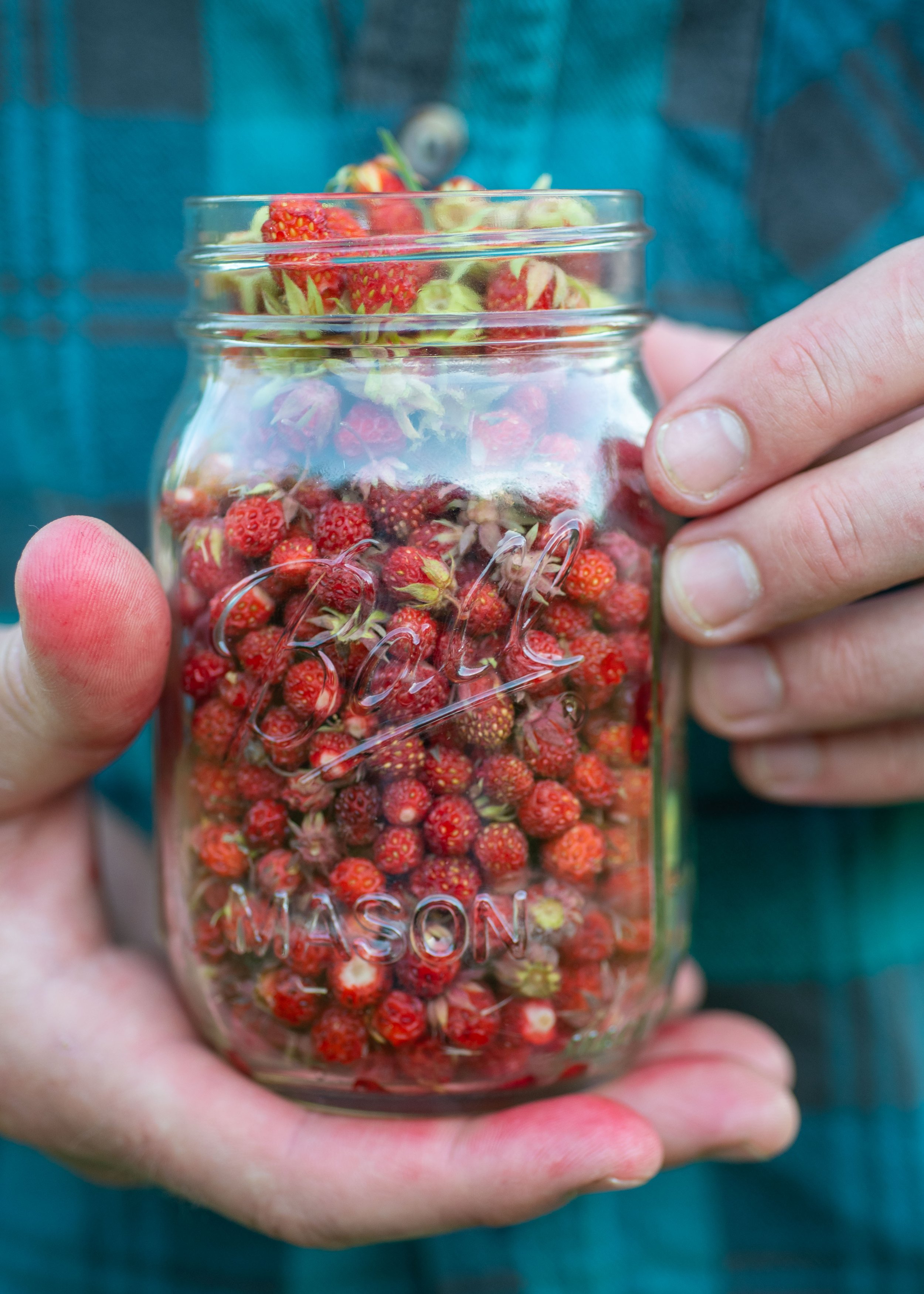 Foraging Wild Strawberries — Kelsey Kobik